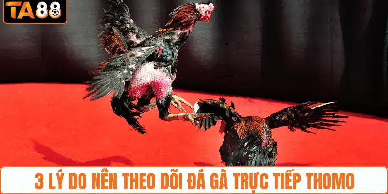 3 lý do nên theo dõi đá gà trực tiếp Thomo 3 lý do nên theo dõi đá gà trực tiếp Thomo