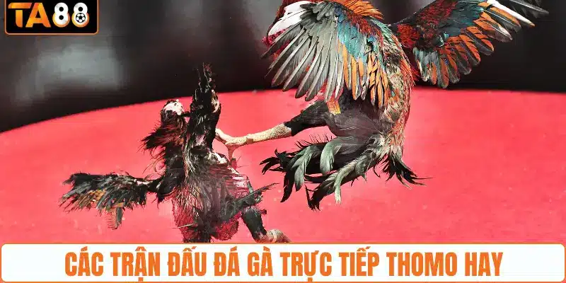 Các trận đấu đá gà trực tiếp Thomo hay Các trận đấu đá gà trực tiếp Thomo hay