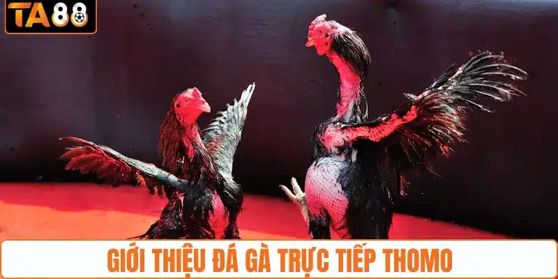 Giới thiệu đá gà trực tiếp Thomo Giới thiệu đá gà trực tiếp Thomo